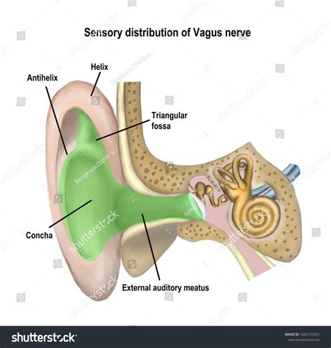 Illustration Shows Anatomy Auditory System Pinna Stock Illustration