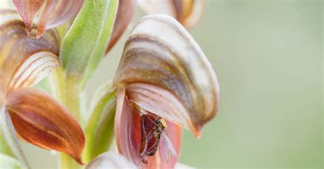 How Sexually Deceptive Orchids Lure And Trap Pollinators Mirage News