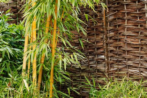 Bamboo Plant At Garden Free Stock Photo Public Domain Pictures