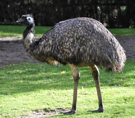 Emu Dromaius Novaehollandiae Emoe Emu Bird Emu Birds Of Australia