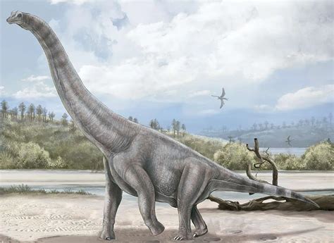 공룡 백과 브라키오사우루스 Brachiosaurus Altithorax