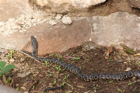 Fotográficas, consolas, jogos e muito mais sempre aos melhores preços em worten.pt. Horta Experimental: Tenho uma cobra na horta