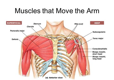 Shoulder Muscles Diagram Shoulder Muscles And Chest Human Anatomy