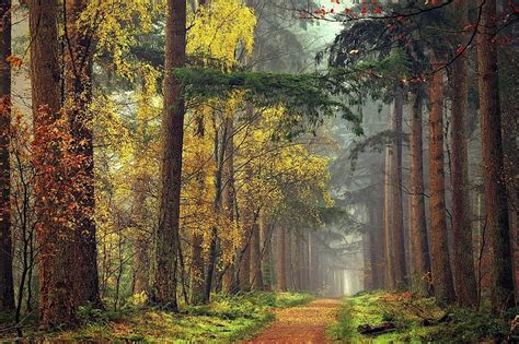 Hd Wallpaper Landscape Trees New Forest Background Trees Tree Hd