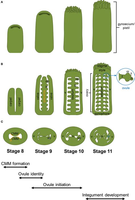 Arabidopsis Thaliana Gynoecium Development Cartoons Displaying