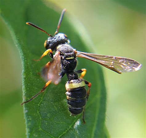 Small Winged Black And Yellow Insect Single Band On Abdomen