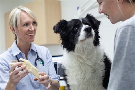 Veterinary Consultations And Perth Vet Services The Floreat Vet