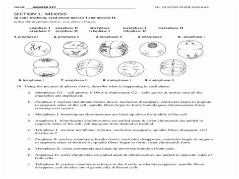 (note that real fruit flies have eight chromosomes and many more genes.) 50 Meiosis Matching Worksheet Answer Key | Chessmuseum ...