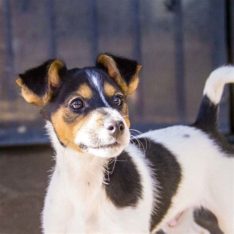Andre ~ Mini Foxy X Jack Russell On Trial 13817 Small Male Jack Russell Terrier X Miniature