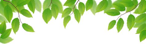 Best 999 Background Png Leaf For Your Nature Themed Designs