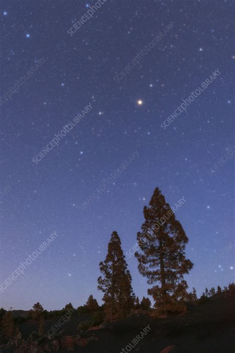 Night Sky Over Pine Trees La Palma Canary Islands Stock Image