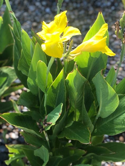 2 Canna Lily Yellow Bulbrhizome Specialtropical And Rare Etsy