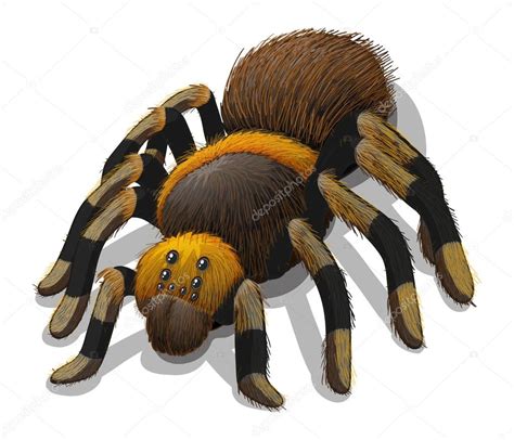 A Tarantula Spider Stock Vector By ©interactimages 62249537