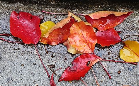 Wet Autumn Leaves On Sidewalk Stock Photo Download Image Now 2015