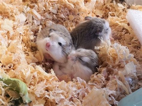 4 Baby Roborovski Hamsters 8 Weeks In Plumstead London Gumtree