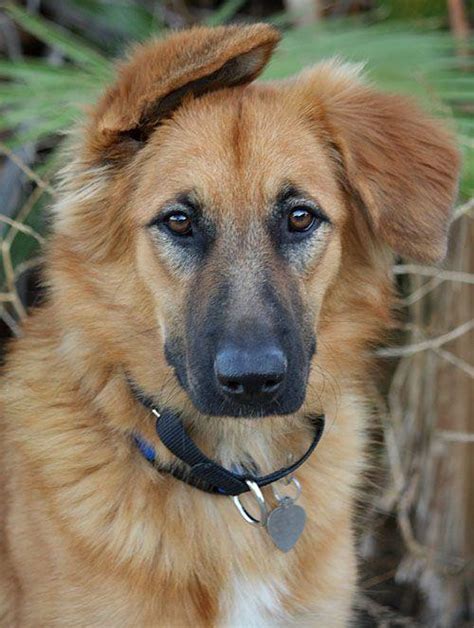 A Quick Introduction To The German Shepherd Golden Retriever Mix