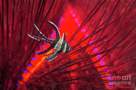Banggai Cardinalfish And Long Spined Sea Urchin Photograph By Georgette
