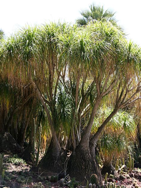 They can go for many years before needing to be scared i googled it and nothing came up for that. Lg. Ponytail Palm Tree (beaucarnea recurvata) - Urban ...
