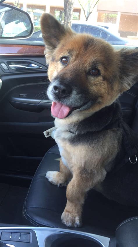 Find many german shepherd lab mix puppies and fall in love today. Half German Shepherd, half Corgi | Rebrn.com