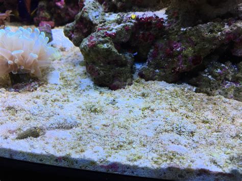 Help Clumpy Algae On Sand Bed Reef2reef Saltwater And Reef