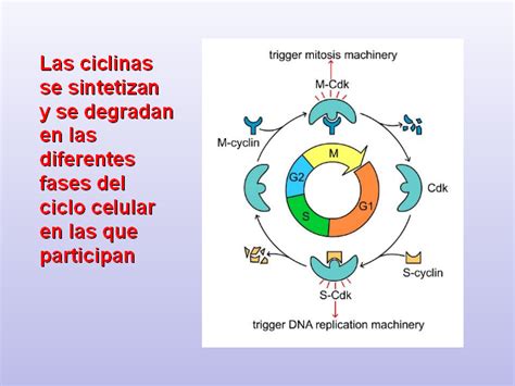 Esquema De Las Fases Del Ciclo Celular Consejos Celulares