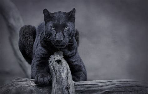 Panther Animal Wallpapers Top Free Panther Animal Backgrounds
