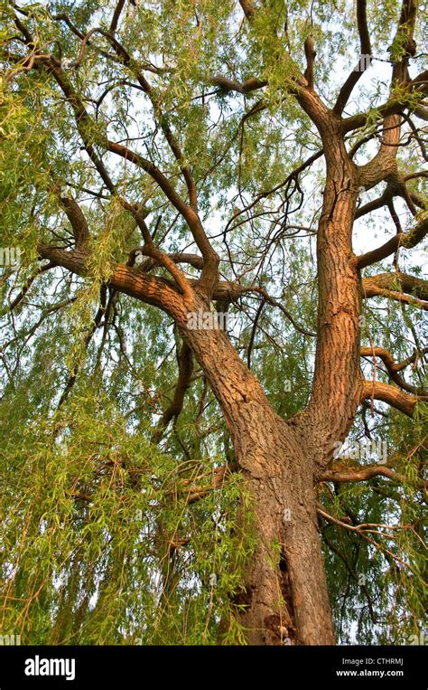 Weeping Willow Tree Bark Home Park Hampton Wick Surrey England Uk