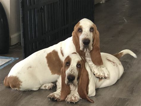 Puppies are loads of fun, but they require a lot of time and effort before they grow. Lowdown Love Basset Hounds - NC Basset Hound Breeder