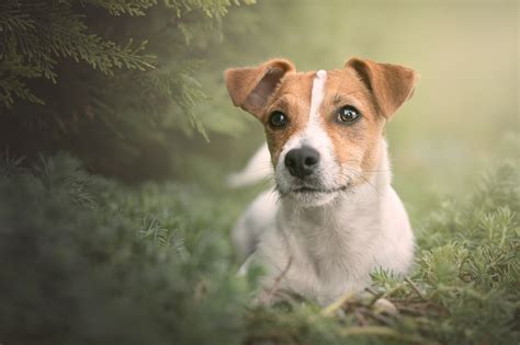 Jack Russell Terrier Hd Wallpaper Background Image 2048x1365 Id