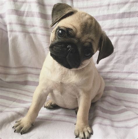 14 Photos That Proving Pugs Are The Cutest Dogs In The World Petpress