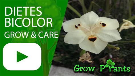 Daffodil care is fairly simple and once you have these beautiful blooms in your garden, you'll never want to go without them. Dietes bicolor - grow & care (African iris) - YouTube