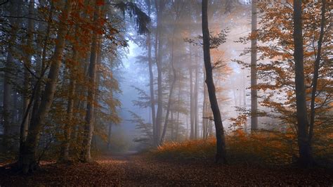 Path In Misty Autumn Forest Hd Wallpaper Background Image X Id Wallpaper