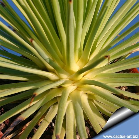 Papyracanthus is an interesting cactus with long, flat and pointy but soft spines that. Agave striata "minia" ( Syn: A. striata nana)