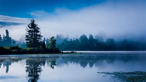 Wallpaper Lake Calm Trees Fog Morning 2560x1600 Hd Picture Image