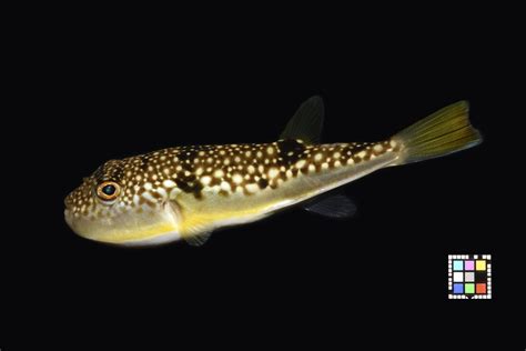 ffish.asia - Database for Freshwater Fish Biodiversity of Asia