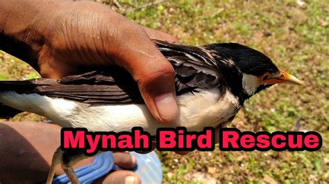 Kisni Chene Mynah Bird Rescue Nature Lover Youtube