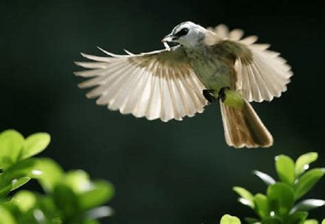 Download suara burung kacer mp3 ⭐masteran gacor, betina dengan berbagai segera download suara burung trucukan pikat sebagai bekal anda mendengarkan dikala sedang beraktifitas atau bersantai, download suara. Mengetahui Tips Melatih Burung Trucukan Agar Menggaruda ...