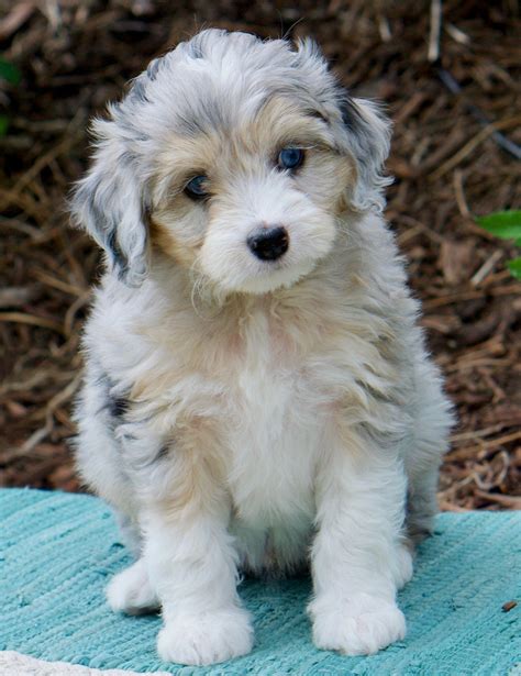 Aussiedoodle Puppies Home Pawssiedoodle
