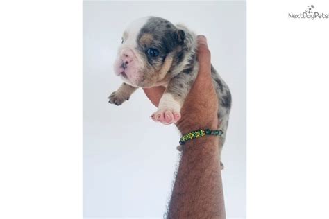 Blue Merle Tri English Bulldog Puppy For Sale Near West Palm Beach