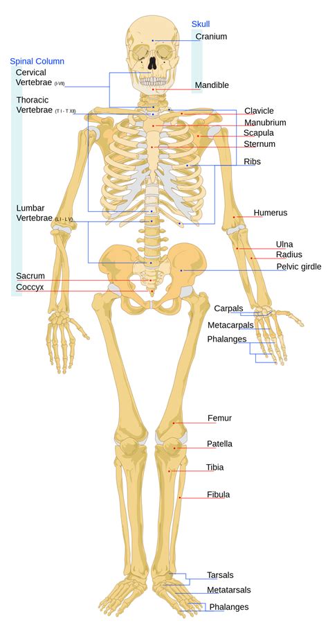 File Human Skeleton Front En Svg Wikimedia Commons