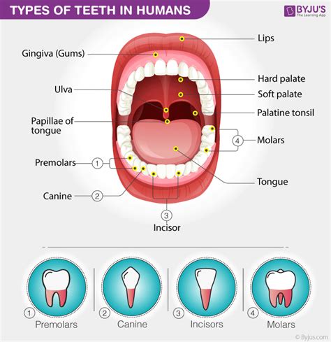 Types Of Teeth Types Of Teeth In Humans Diagram And Functions