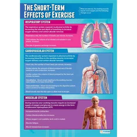 The Short Term Effects Of Exercise Pe Posters Gloss Paper Measuring