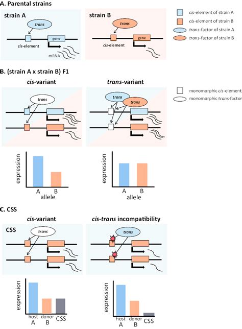 Illustration Of The Concept Of Cis And Trans Variants For Gene