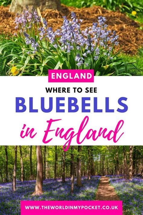 11 Of The Most Beautiful Bluebell Woods In England The World In My