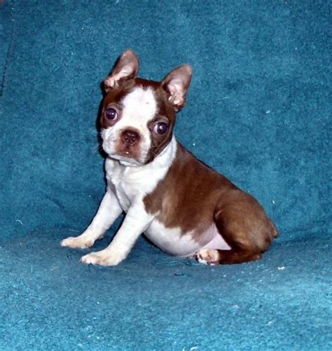 Puppies will be available for purchase at 8 weeks of age. Boston Terrier Pets, Family-Friendly Puppies for Sale, Red ...