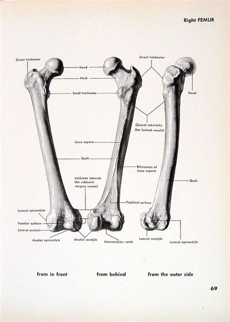 Look for subcutaneous landmarks to figure out the femur is the strongest and longest bone in the human body. human bones - Google Search | Anatomy bones, Human bones ...