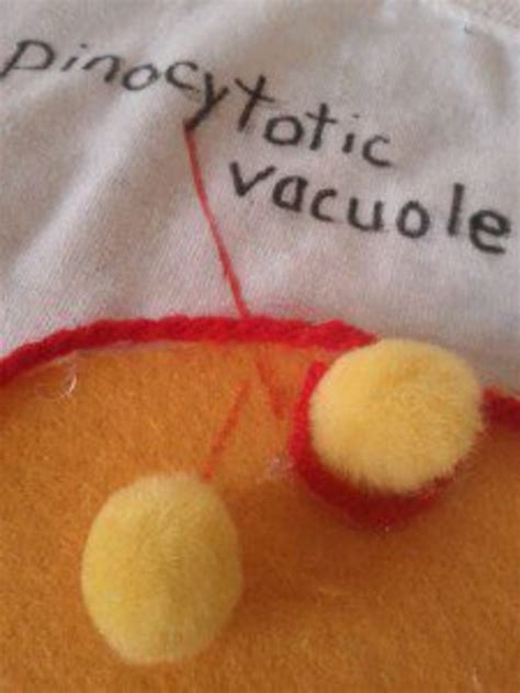 Check spelling or type a new query. Animal Cell T-Shirt: Wear Your Biology Project to School ...