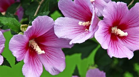 Rose Of Sharon Everything You Should Know Before Planting