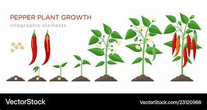 Chilli Pepper Plant Growth Stages Infographic Vector Image