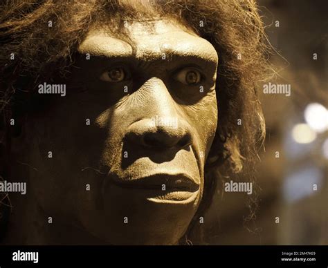 Homo Erectus Human Head Cranium Detail Stock Photo Alamy